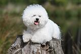 BICHON FRISE 326